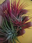 TILLANDSIA : IONANTA ROUGE